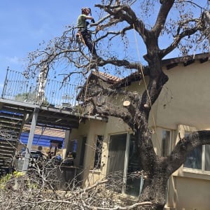 אדם גוזם עץ בחצר בית עם ענפים גזומים על הקרקע