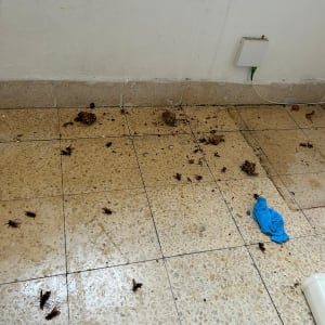 רצפה עם חרקים מתים וכפפה כחולה