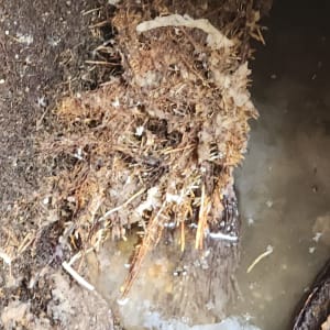 שורשים סתומים בצינור עם מים עומדים