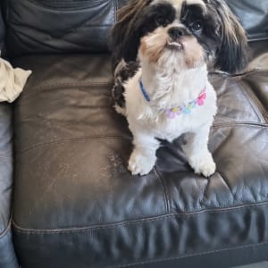 כלב קטן עם קולר פרחים יושב על ספה