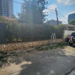 סולם ושאריות ענפים גזומים לצד גדר חי בכביש