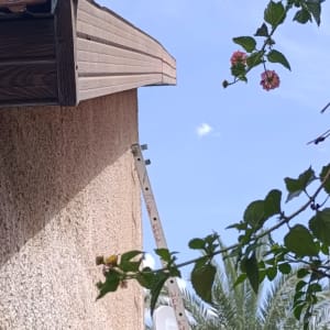 גג עם רעפים, סולם וענפי צמח ברקע