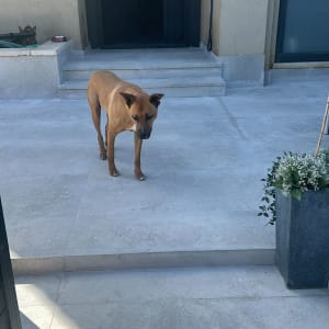 כלב עומד על רצפת בטון חדשה ליד כניסה לבית