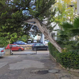 עץ נוטה על שביל עם מכוניות ברקע