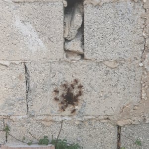 קבוצת חרקים על קיר בטון עם צמחייה