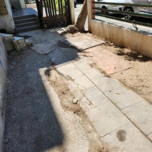 שביל מרוצף עם עץ וקרקע חשופה לגינון