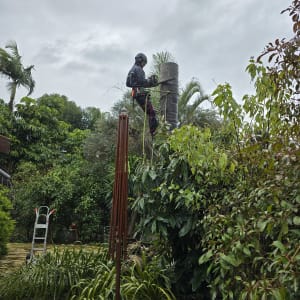 אדם גוזם עץ עם מסור חשמלי על עץ גבוה