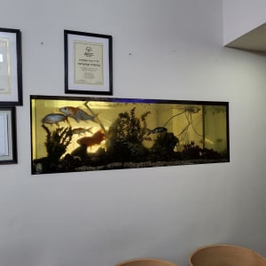 אקווריום עם דגים וצמחייה על קיר לבן