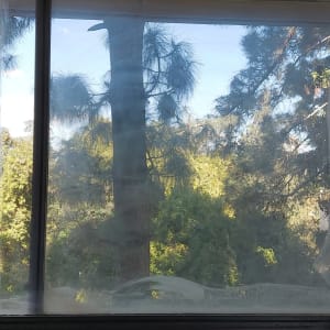 חלון מלוכלך עם נוף עצים ברקע