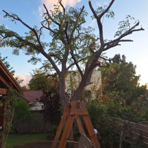 עץ גזום בחצר עם נדנדה מעץ