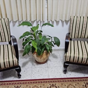 שני כיסאות מרופדים עם צמח ביניהם