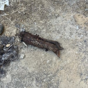 קרקע עם שורשים יבשים ופסולת קטנה