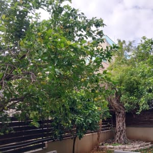 עץ לימון בגינה עם עלים ירוקים ופירות