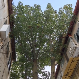 עץ גבוה בין שני בניינים עם עלים ירוקים