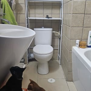 חדר אמבטיה עם אסלה, כיור ושני חתולים