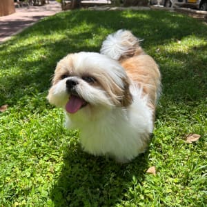 כלב קטן על דשא ירוק בשמש