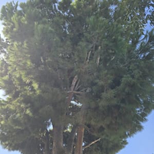 עץ גבוה עם ענפים עבים, מתאים לגיזום