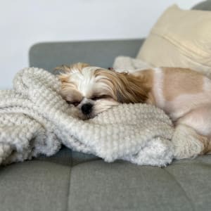 כלב קטן ישן על שמיכה רכה על ספה