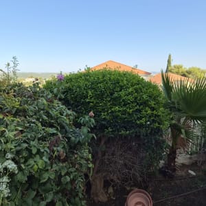 שיח מעוצב בצורת טופיארי עגולה בגינה של בית פרטי