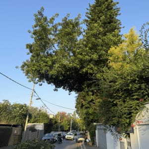 עצים ברחוב עם ענפים גזומים על הכביש
