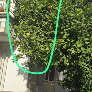 עץ לימון עם פירות ליד בית