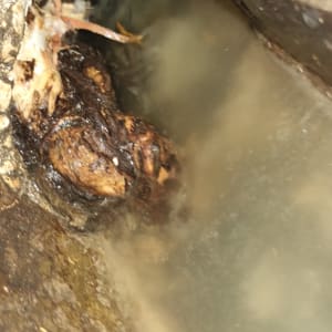 חסימה בצינור עם מים עכורים ולכלוך