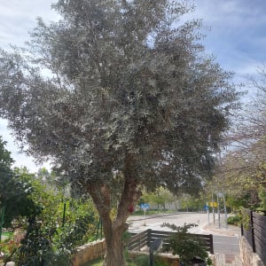 עץ זית גדול עם ענפים צפופים