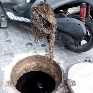 שורשים סתומים בפתח ביוב עם מכסה פתוח