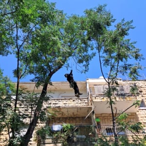 אדם גוזם עץ גבוה ליד בניין מגורים