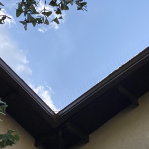 קוצים למניעת יונים על גג בניין