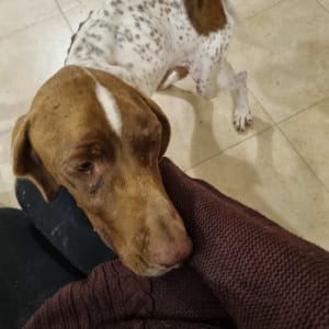 כלב חום עם כתמים לבנים נשען על אדם