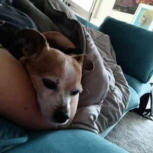 כלב נח על ספה עם שמיכה