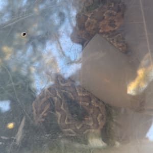 נחש בכלוב שקוף עם חורים לאוורור