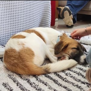 כלב ישן על שטיח, יד מלטפת את ראשו