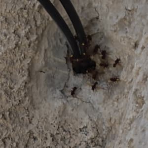נמלים על קיר ליד כבלים חשמליים