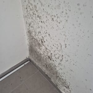 קיר עם עובש ופטריות זקוק לאיטום