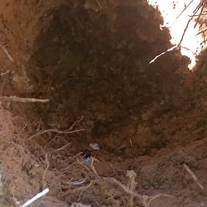בור באדמה עם שורשים חשופים