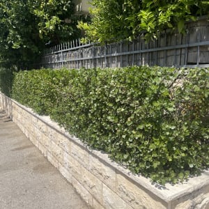 שיחים ירוקים גזומים על גדר אבן לצד מדרכה