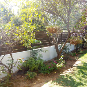 עצים ופרחים בגינה עם גדר עץ