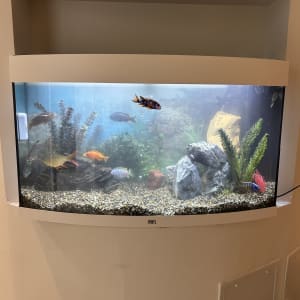 אקווריום עם דגים וצמחייה דקורטיבית