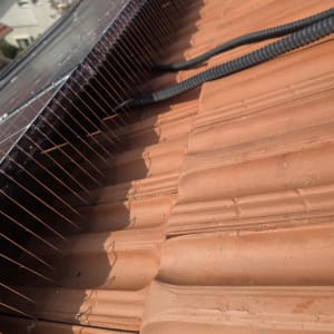 התקנת דוקרנים על גג רעפים למניעת יונים