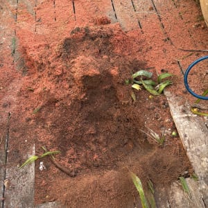 ערימת שבבי עץ על רצפת עץ עם צמחים מסביב