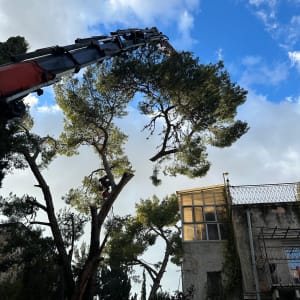 עבודת גיזום עצים עם מנוף בשטח פתוח