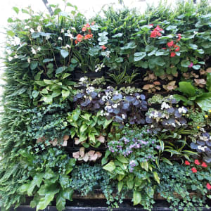 קיר ירוק עם צמחים ופרחים צבעוניים