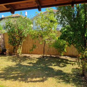 גינה עם עצים ודשא, גדר במבוק ברקע