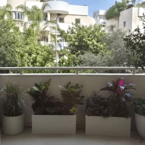 עציצים עם צמחים במרפסת עם נוף לעצים ובניינים