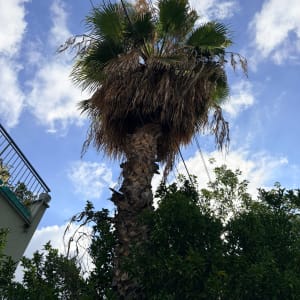 עץ דקל גבוה עם כפות יבשות הדורש גיזום וניקוי