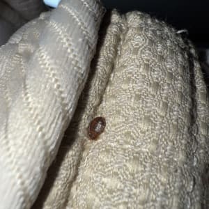 חרק על בד בצבע בז