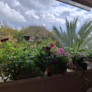 סוכך בד פתוח מעל חלון עם צמחים