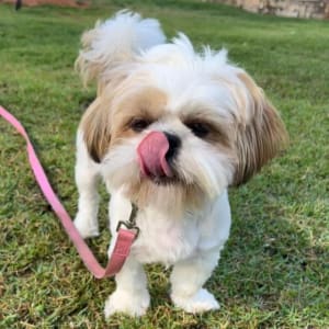 כלב קטן עם רצועה ורודה על דשא ירוק